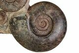 Tall, Jurassic Ammonite (Hammatoceras) Display - France #227081-2